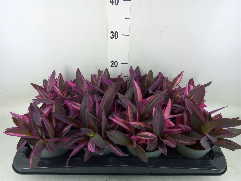 Горшечные цветы и растения оптом Tradescantia   ... от 8шт из Голландии с доставкой по России