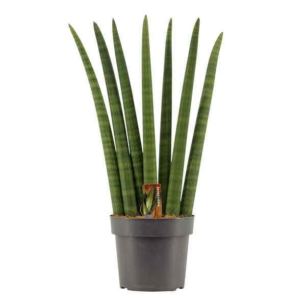 Горшечные цветы и растения оптом Sansevieria Cylindrica Fan от 4шт из Голландии с доставкой по России