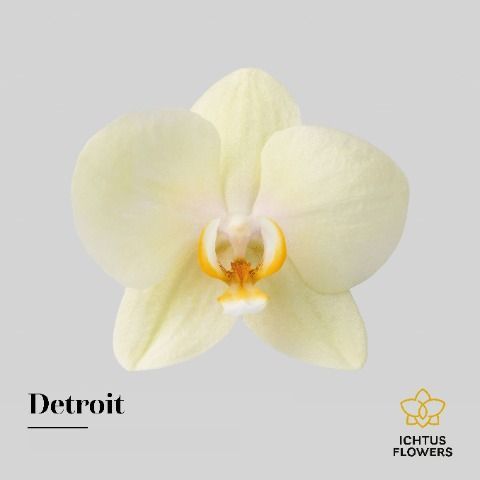 Срезанные цветы оптом Phalaenopsis detroit (per flower) от 100шт из Голландии с доставкой по России