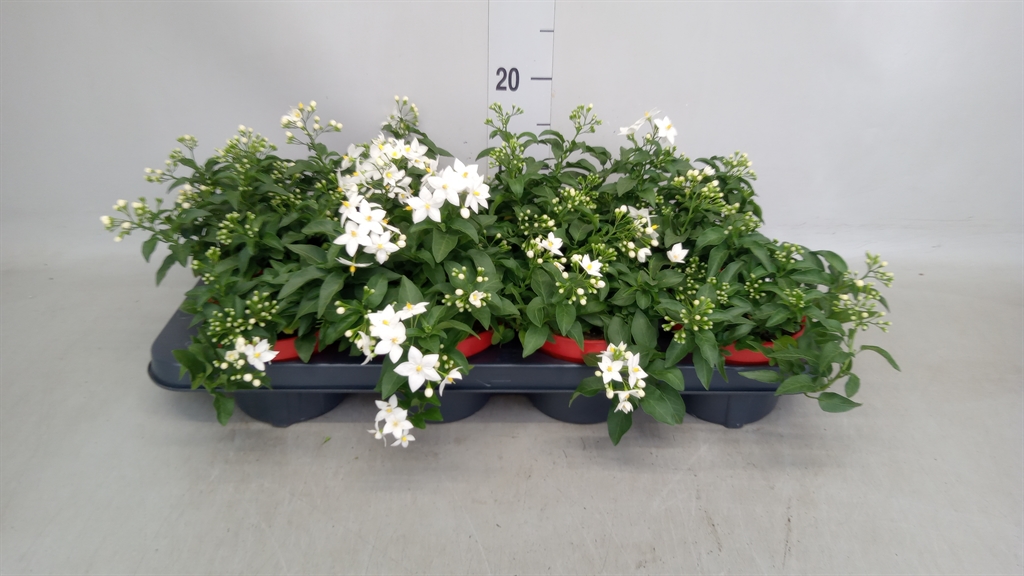 Горшечные цветы и растения оптом Solanum Jasminoides от 8шт из Голландии с доставкой по России
