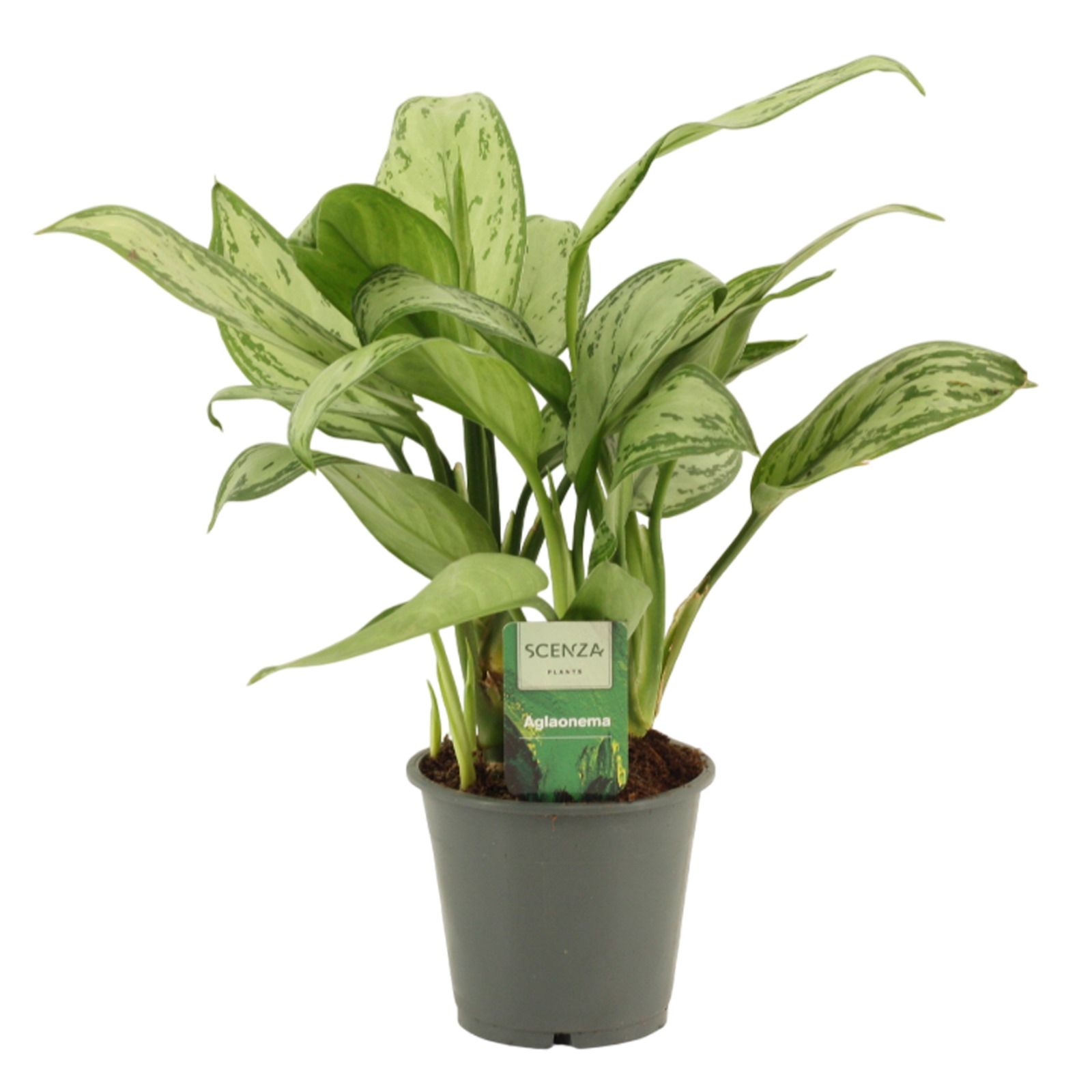 Горшечные цветы и растения оптом Aglaonema Christina от 10шт из Голландии с доставкой по России