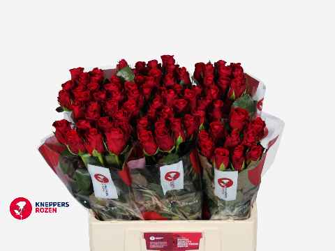 Срезанные цветы оптом Rosa la red ribbon от 80шт из Голландии с доставкой по России