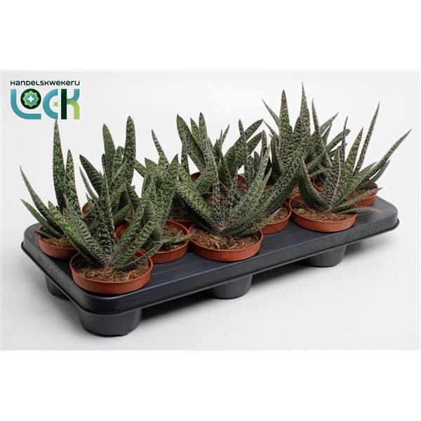 Горшечные цветы и растения оптом Gasteria Carinata Big Ben от 12шт из Голландии с доставкой по России
