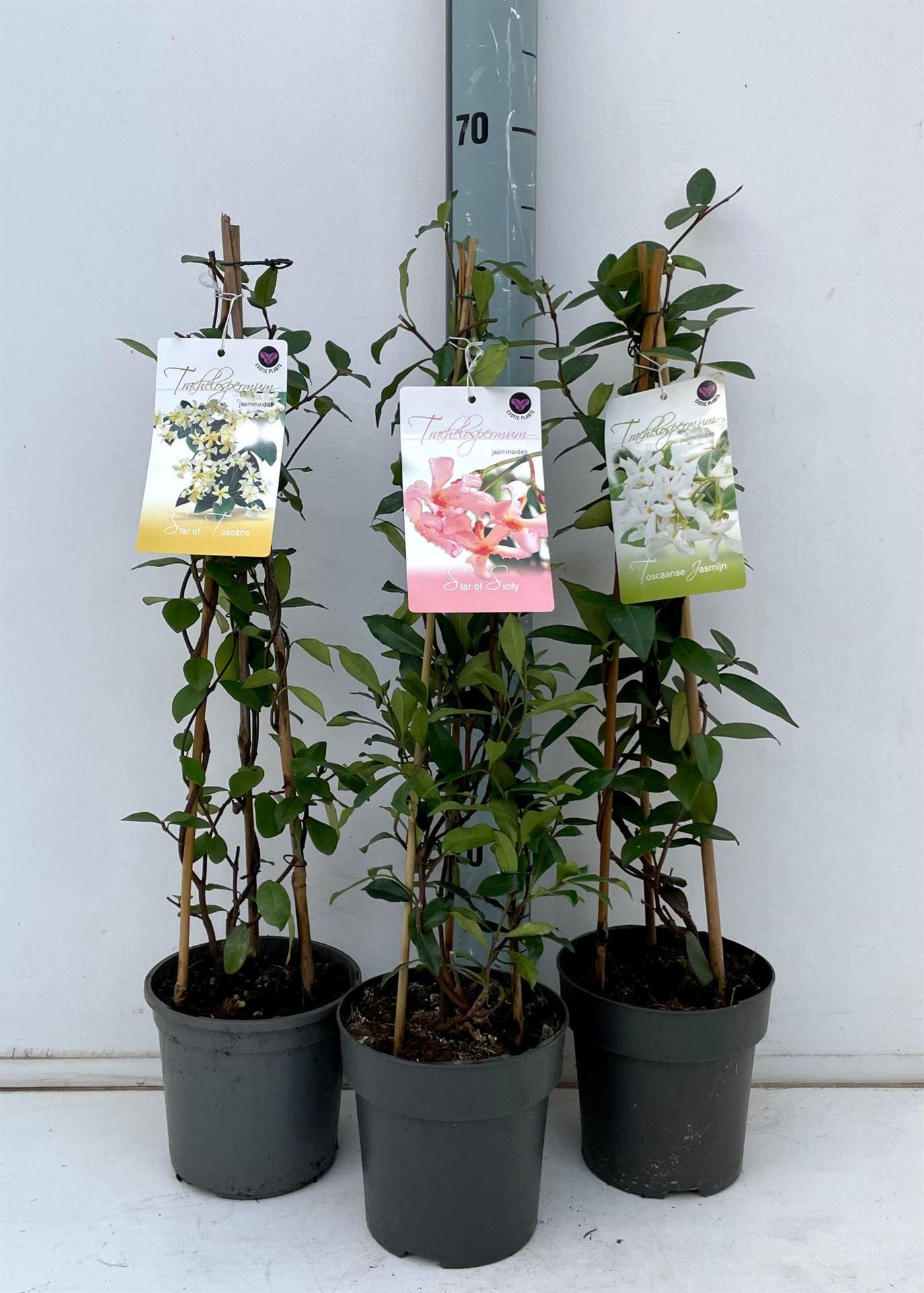 Горшечные цветы и растения оптом Trachelospermum Jasm. от 6шт из Голландии с доставкой по России