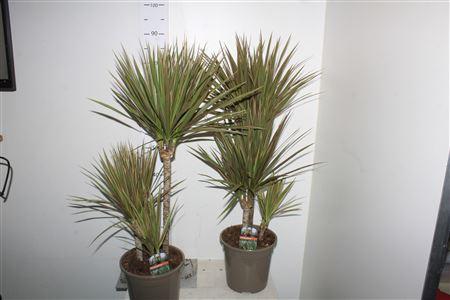 Горшечные цветы и растения оптом Dra Marg Bicolor 45-25-10 Cm от 1шт из Голландии с доставкой по России