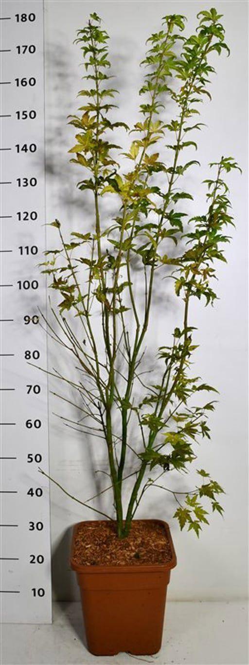 Горшечные цветы и растения оптом Acer Palm Orange Dream от 1шт из Голландии с доставкой по России