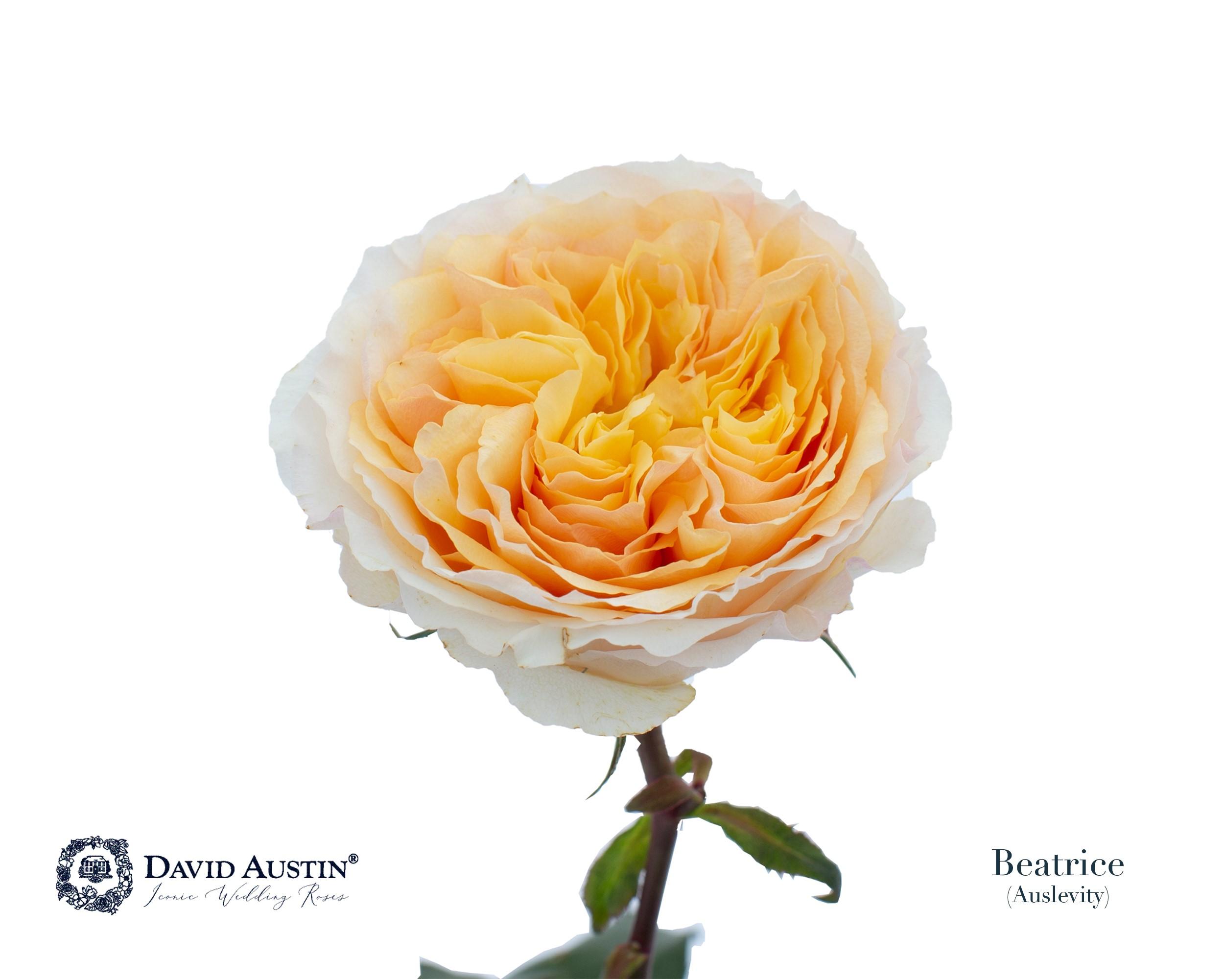Срезанные цветы оптом Rosa large austin beatrice от 24шт из Голландии с доставкой по России