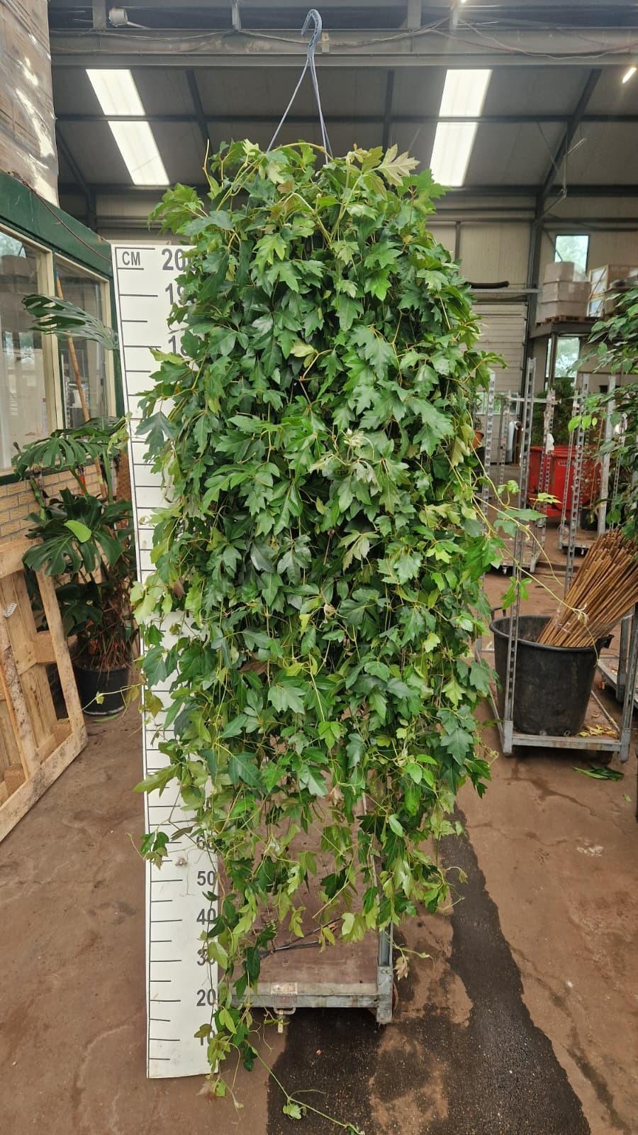 Горшечные цветы и растения оптом Cissus Rhombifolia Ellen Danica Hanging от 1шт из Голландии с доставкой по России