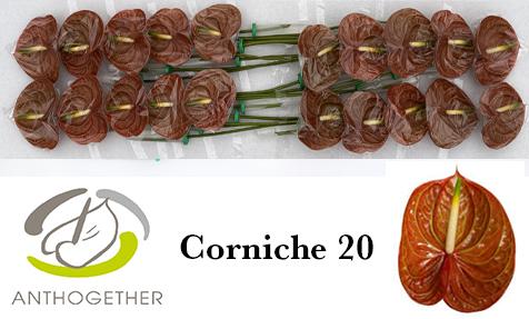 Срезанные цветы оптом Anthurium corniche от 20шт из Голландии с доставкой по России