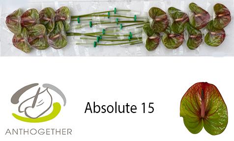 Срезанные цветы оптом Anthurium absolute от 15шт из Голландии с доставкой по России