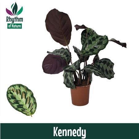 Горшечные цветы и растения оптом Calathea Kennedy (rhythm Of Nature) от 8шт из Голландии с доставкой по России