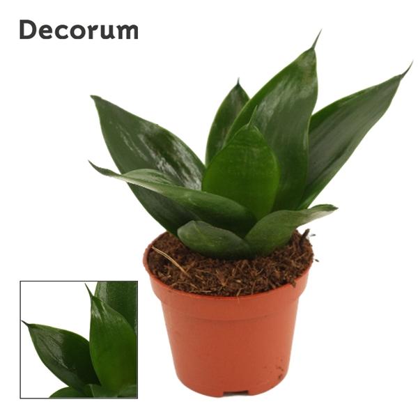 Горшечные цветы и растения оптом Sansevieria Hahnii Black Jade (decorum) от 14шт (для телеги) из Голландии с доставкой по России