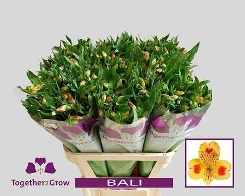 Срезанные цветы оптом Alstroemeria bali от 60шт из Голландии с доставкой по России