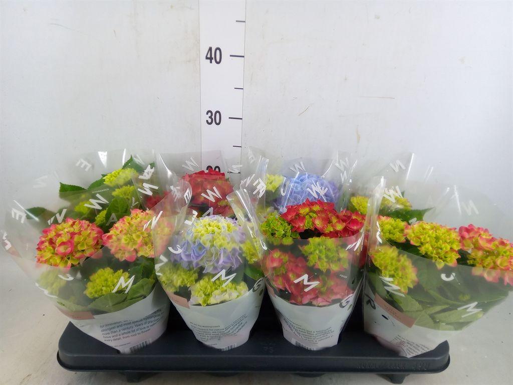 Горшечные цветы и растения оптом Hydrangea Mac.   ...mix от 8шт из Голландии с доставкой по России