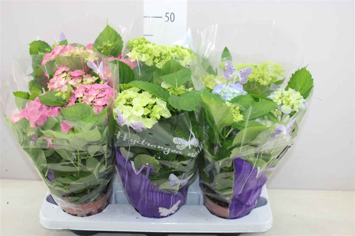 Горшечные цветы и растения оптом Hydrangea Gemengd 5-7 от 6шт из Голландии с доставкой по России