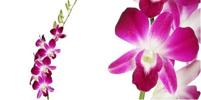 Срезанные цветы оптом Dendrobium sonia от 60шт из Голландии с доставкой по России