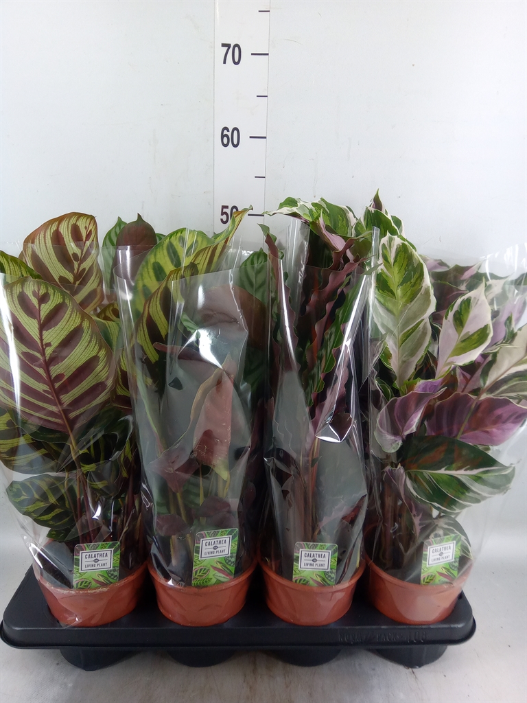 Горшечные цветы и растения оптом Calathea   ...mix 4 от 8шт из Голландии с доставкой по России