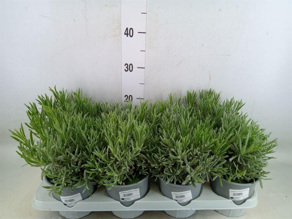 Горшечные цветы и растения оптом Lavandula Angus. от 8шт из Голландии с доставкой по России