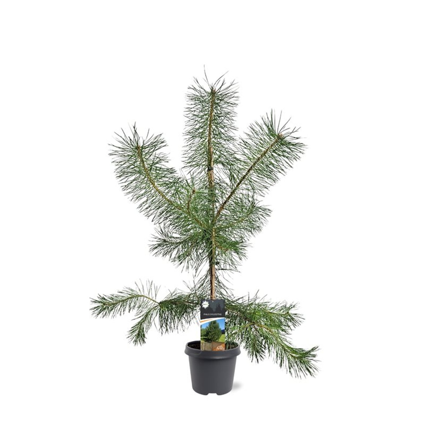 Горшечные цветы и растения оптом Pinus Sylvestris от 1шт из Голландии с доставкой по России