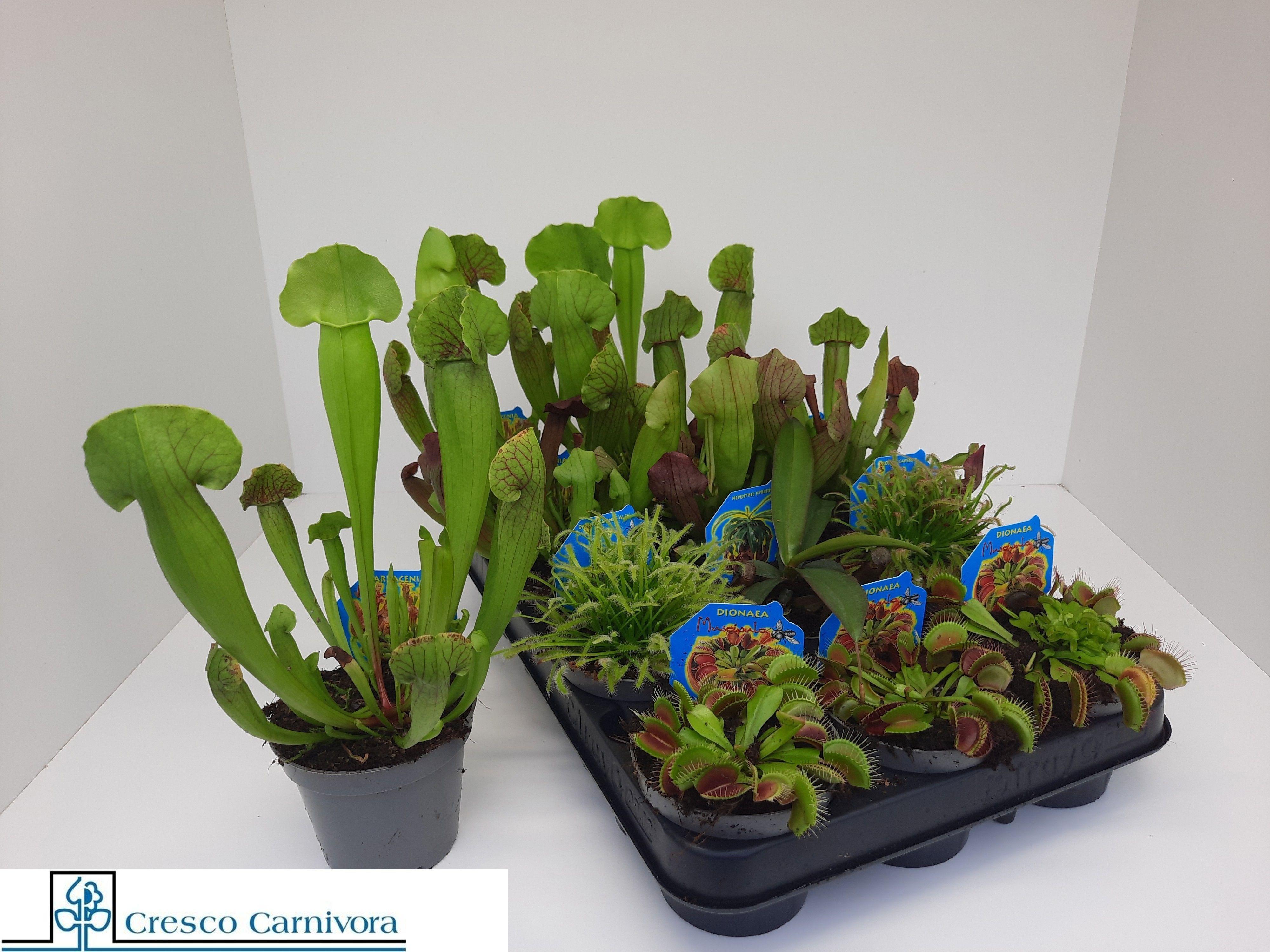 Горшечные цветы и растения оптом Vleeset Pl Gem 6 Srt от 12шт (для телеги) из Голландии с доставкой по России Горшечные цветы и растения оптом Vleeset Pl Gem 6 Srt от 12шт (для телеги) из Голландии с доставкой по России