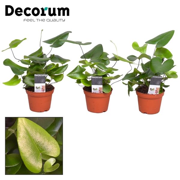 Горшечные цветы и растения оптом Hemionitis Arifolia (decorum) от 16шт из Голландии с доставкой по России