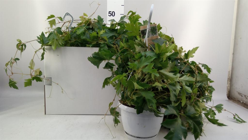 Горшечные цветы и растения оптом Cissus Rhombifolia ellen Danica от 3шт из Голландии с доставкой по России