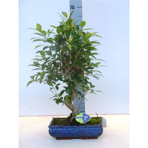 Горшечные цветы и растения оптом Bonsai Ficus Retusa S-shape Without Drip Tray от 2шт из Голландии с доставкой по России