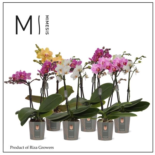 Горшечные цветы и растения оптом Phal Mini 1st Mix 16+ (orchid Growers) от 20шт (для телеги) из Голландии с доставкой по России