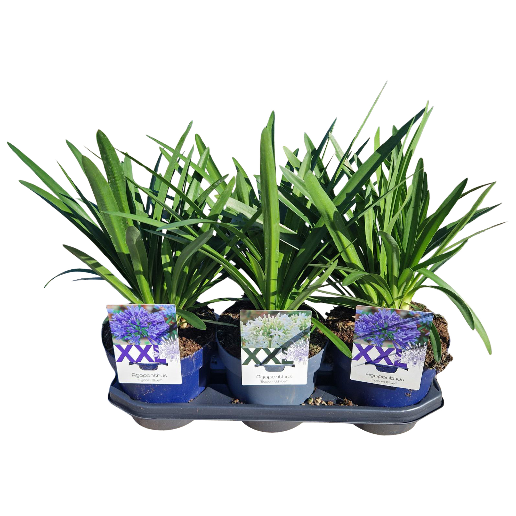 Горшечные цветы и растения оптом Agapanthus Blauw En Wit Gem. In Tray. Doorbli Zond от 3шт из Голландии с доставкой по России