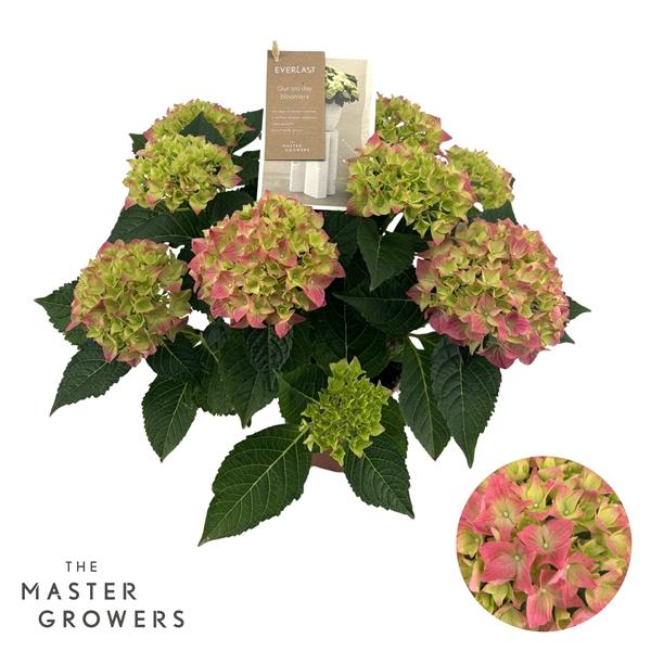 Горшечные цветы и растения оптом Hydrangea Ma Hi Ocean Pink 9+ от 6шт из Голландии с доставкой по России