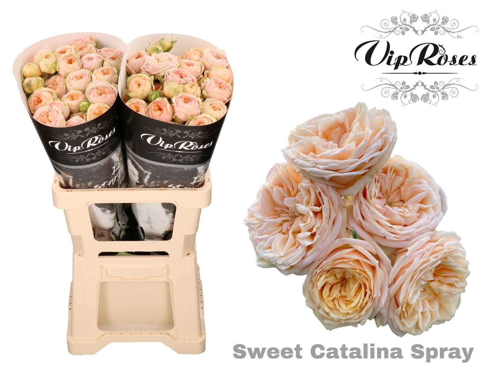 Срезанные цветы оптом Rosa sp sweet catalina от 20шт из Голландии с доставкой по России