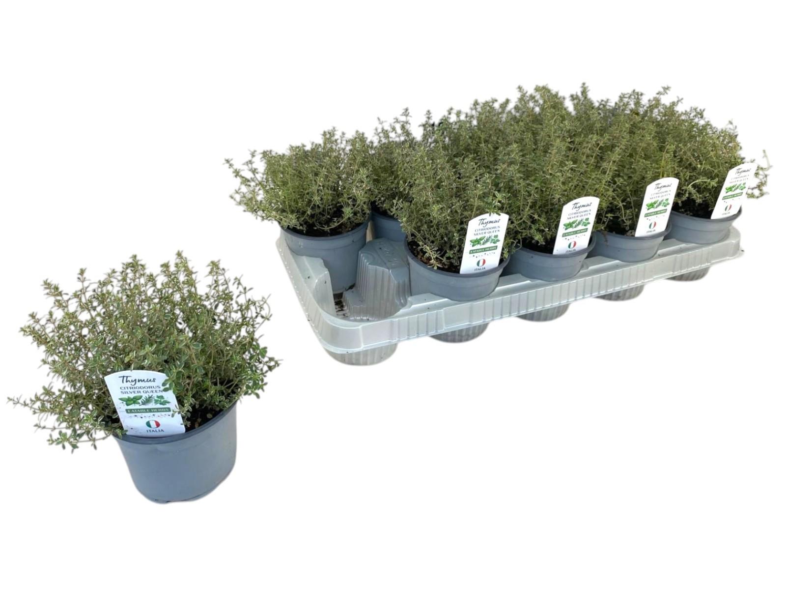 Горшечные цветы и растения оптом Thymus Silver Queen P12 от 10шт из Голландии с доставкой по России