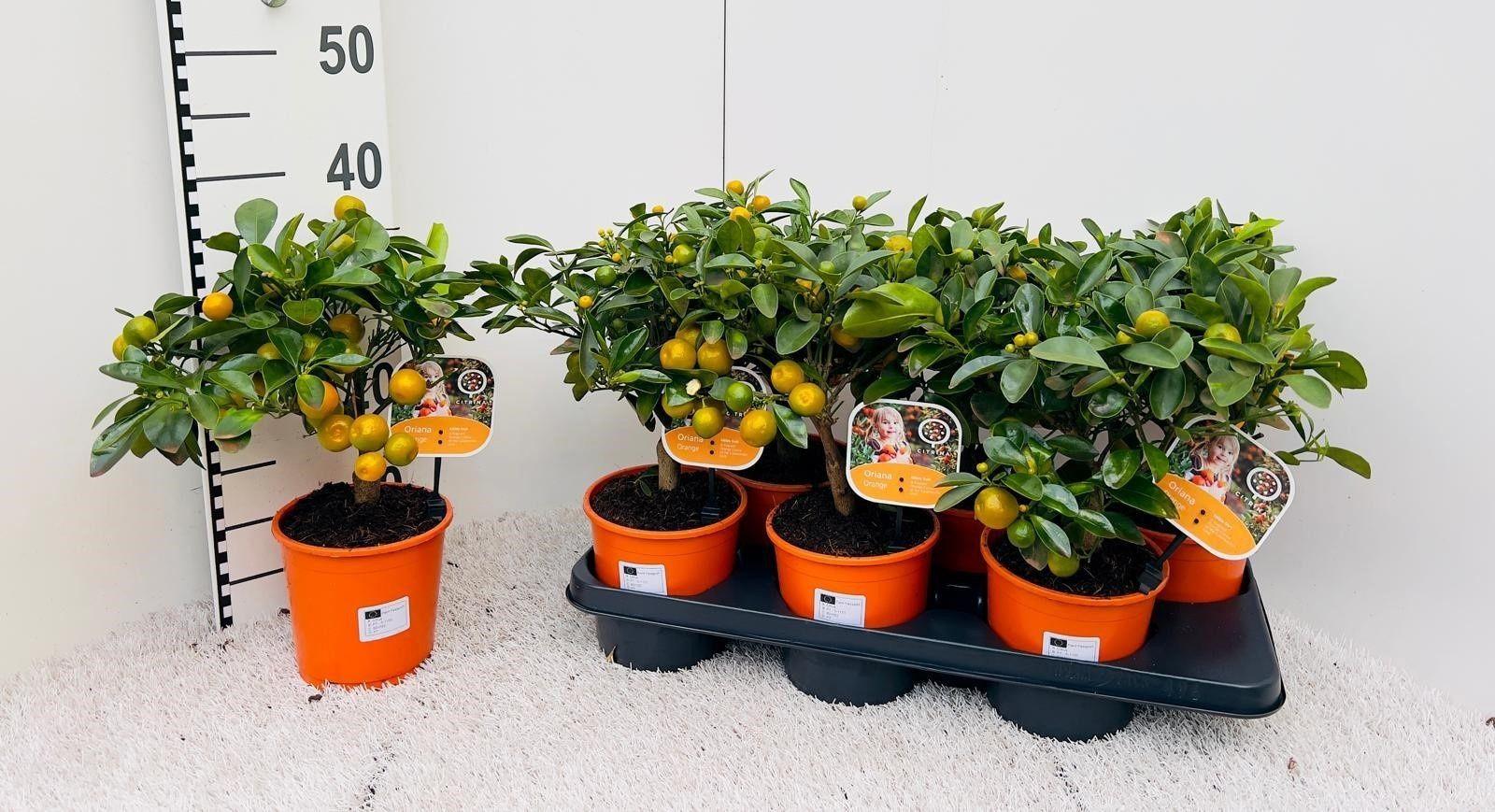 Горшечные цветы и растения оптом Citr Microcarpa от 6шт (для телеги) из Голландии с доставкой по России