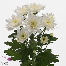 Срезанные цветы оптом Chrys sp baltica от 140шт. из Голландии с доставкой по России