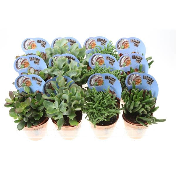 Горшечные цветы и растения оптом Crassula Mix Potcover Indian Line от 12шт (для телеги) из Голландии с доставкой по России