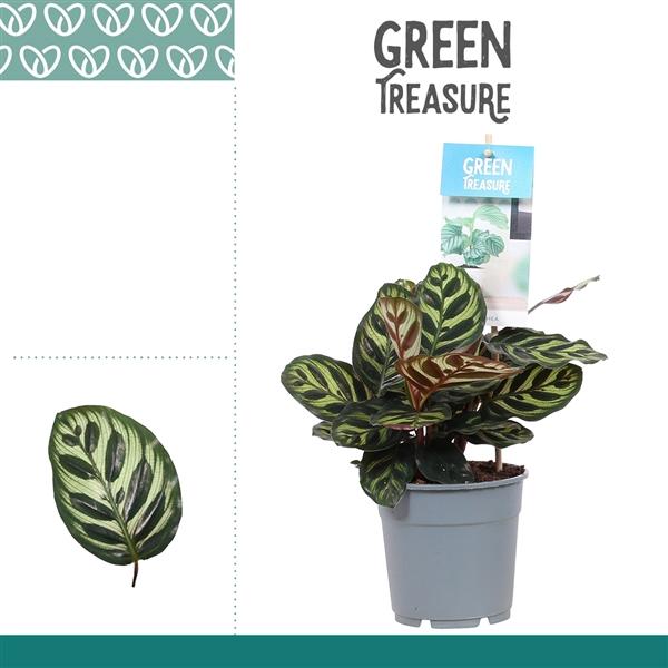 Горшечные цветы и растения оптом Calathea Makoyana от 6шт из Голландии с доставкой по России