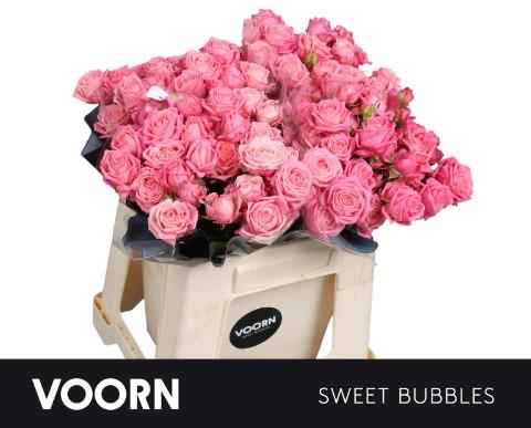 Срезанные цветы оптом Rosa sp sweet bubbles от 30шт из Голландии с доставкой по России
