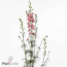 Срезанные цветы оптом Delphinium la qis pink (consolida) от 70шт из Голландии с доставкой по России