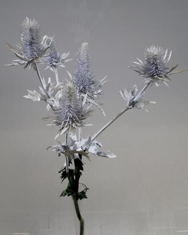 Срезанные цветы оптом Eryngium orion paint white от 60шт из Голландии с доставкой по России