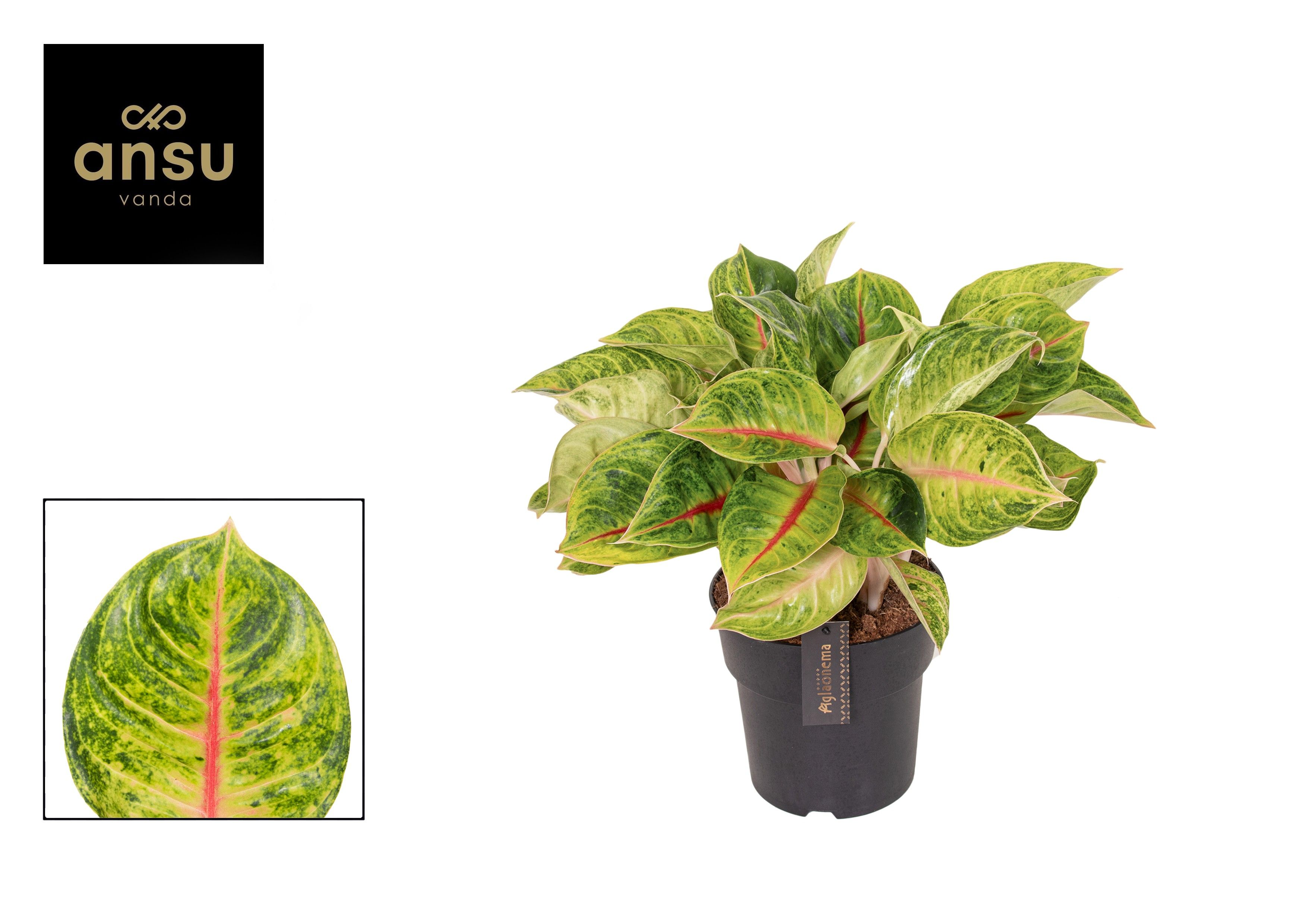 Горшечные цветы и растения оптом Aglaonema Iguana от 2шт из Голландии с доставкой по России