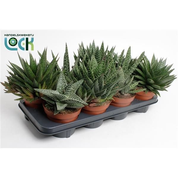 Горшечные цветы и растения оптом Gasteria Mix от 8шт из Голландии с доставкой по России