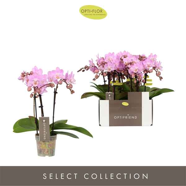 Горшечные цветы и растения оптом Phal 3st Pink 15+ (opti) от 8шт из Голландии с доставкой по России