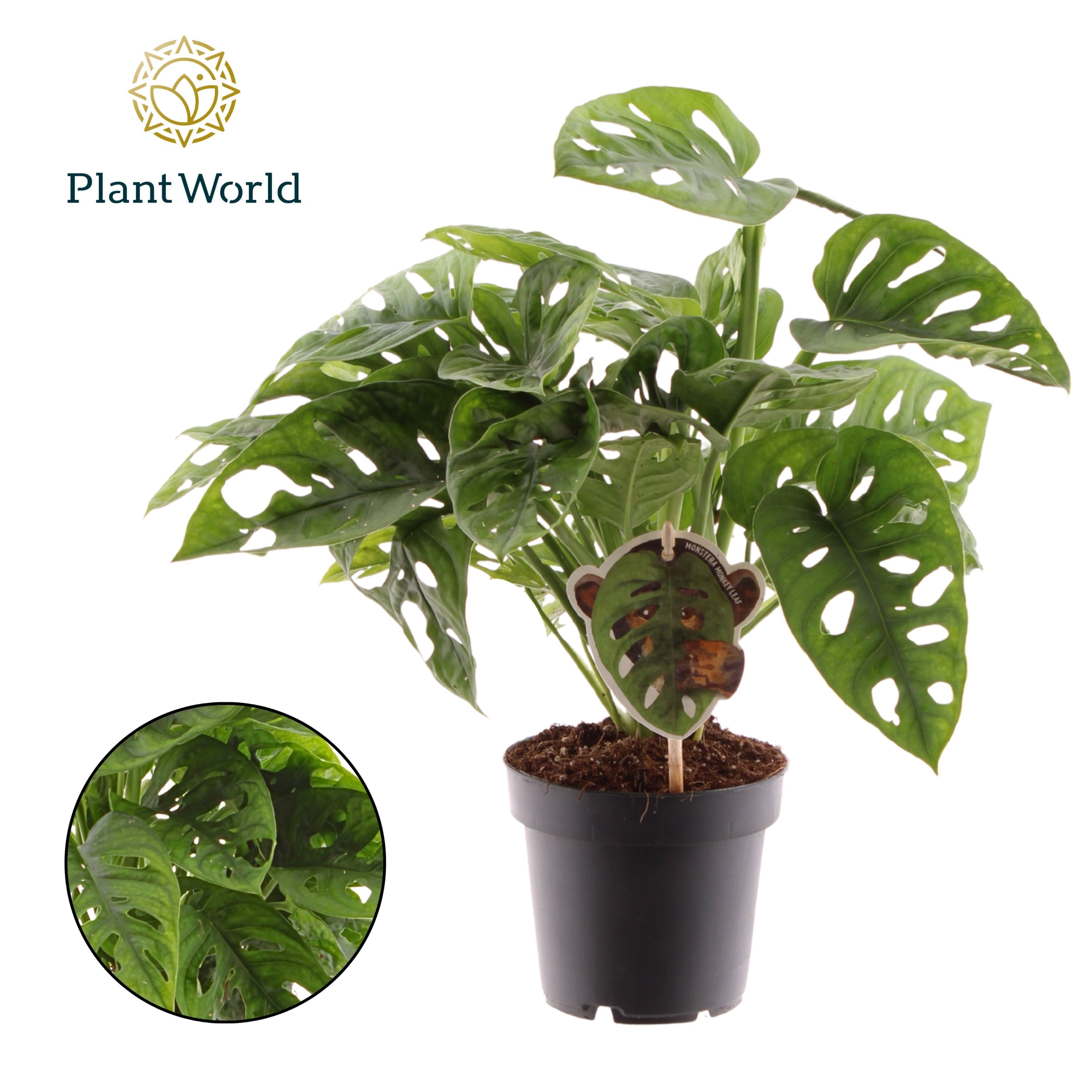 Горшечные цветы и растения оптом Monstera Obliqua Monkey Leaf от 10шт из Голландии с доставкой по России