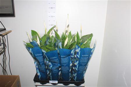 Горшечные цветы и растения оптом Spath Strauss 5-6 Bloemen++ от 8шт из Голландии с доставкой по России