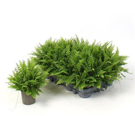 Горшечные цветы и растения оптом Nephr Ex Green Momen от 18шт (для телеги) из Голландии с доставкой по России