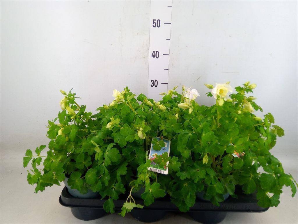 Горшечные цветы и растения оптом Aquilegia   ... от 6шт из Голландии с доставкой по России