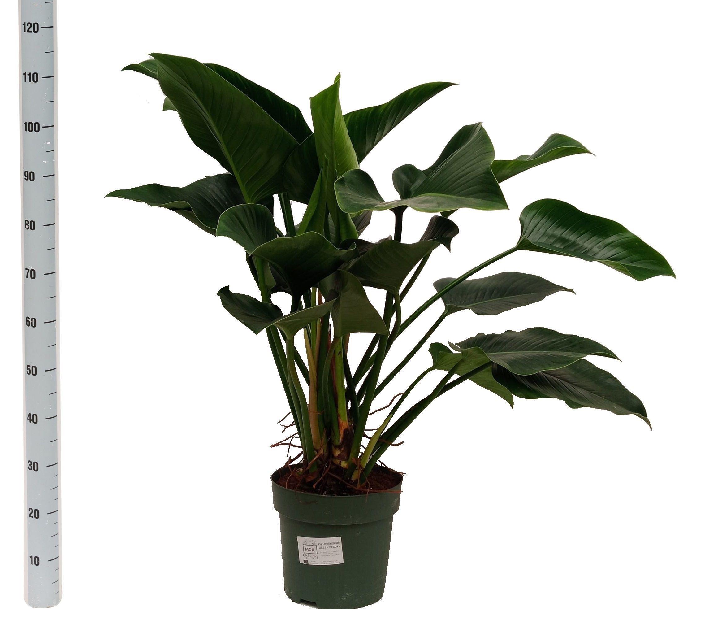 Горшечные цветы и растения оптом Phil Green Beauty от 1шт из Голландии с доставкой по России