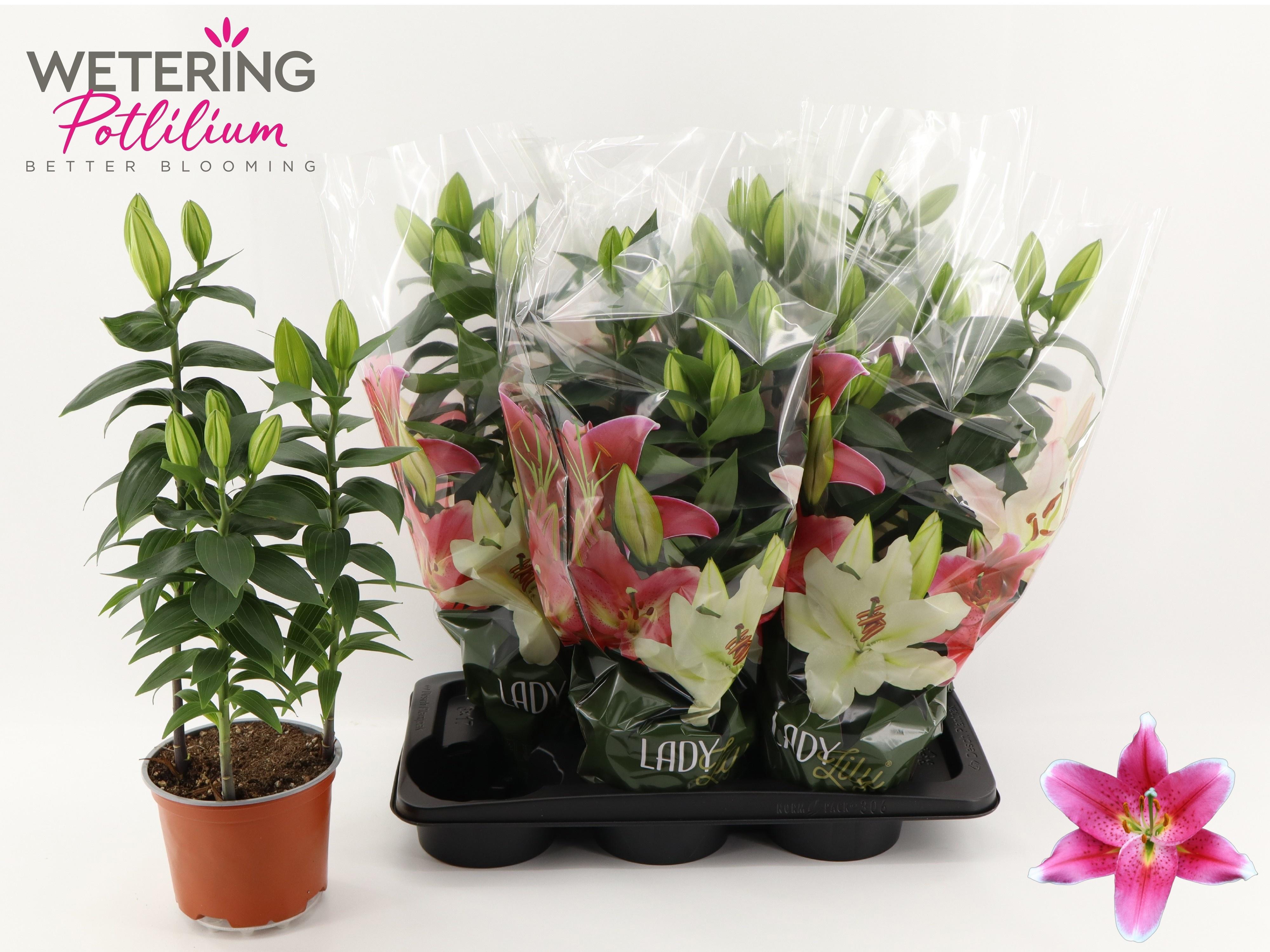 Горшечные цветы и растения оптом Lil Or Sunny Robyn от 6шт из Голландии с доставкой по России