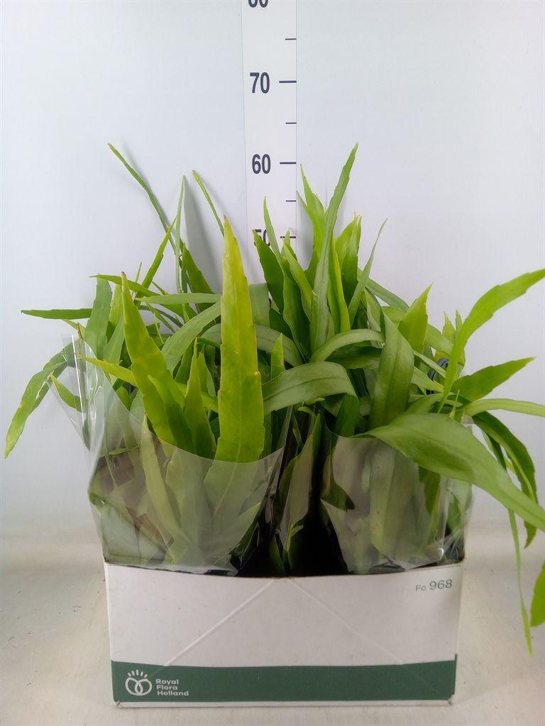 Горшечные цветы и растения оптом Epiphyllum   ... от 5шт из Голландии с доставкой по России