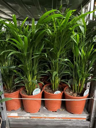 Горшечные цветы и растения оптом Dypsis Lutescens 25pp * Spring Deal * от 1шт из Голландии с доставкой по России